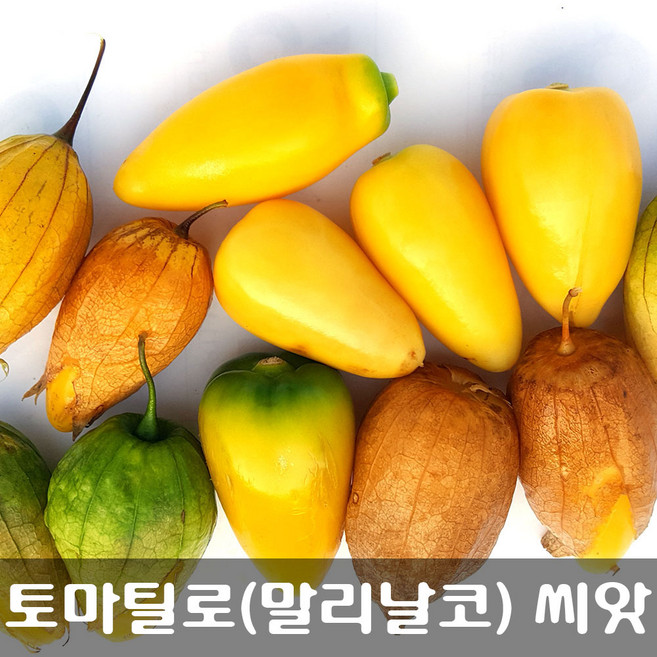[해피플라워] 멕시칸 요리 재로 토마틸로 말리날코(Malinalco) 씨앗 1g(약 300립) / 봄 여름 파종 웰빙푸드 종자, 1개