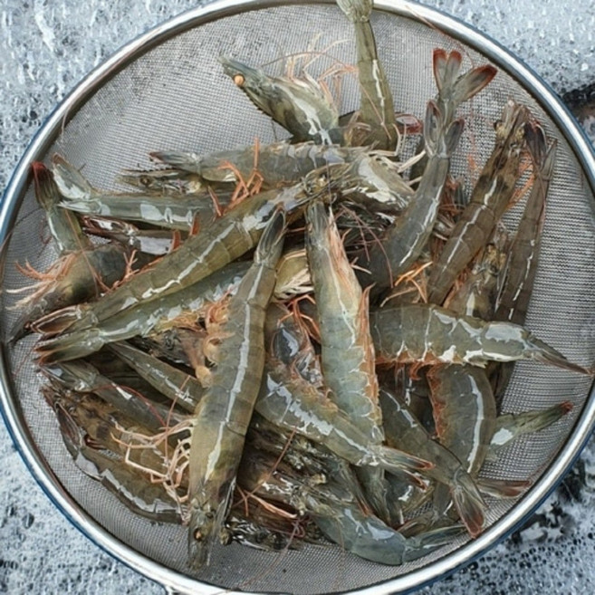 지구팡 국내산 제철 흰다리 새우 1kg 30미내외 대하 새우철 왕새우 활새우 감바스, 1세트, 흰다리새우 1kg 30미 내외