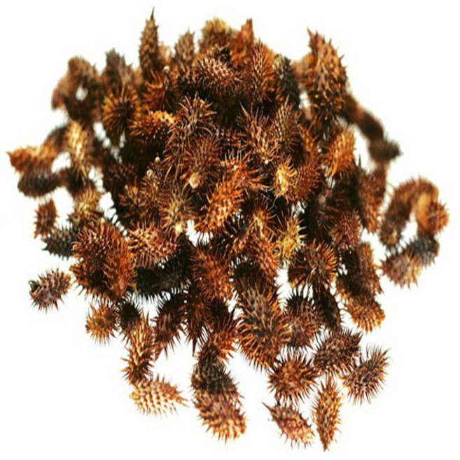 지리산한방식품 창이자 볶음(도꼬마리) 자연산 특품 300g/동의보감촌 지리산약초전문, 1개, 300g