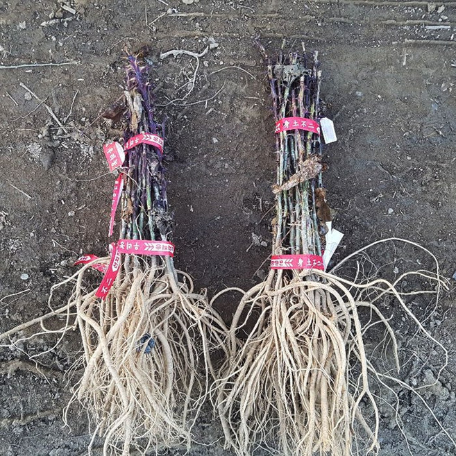 [새싹에서 나무까지] 엄나무 1년생_엄나무묘목_특용수묘목_음나무묘목, 1개