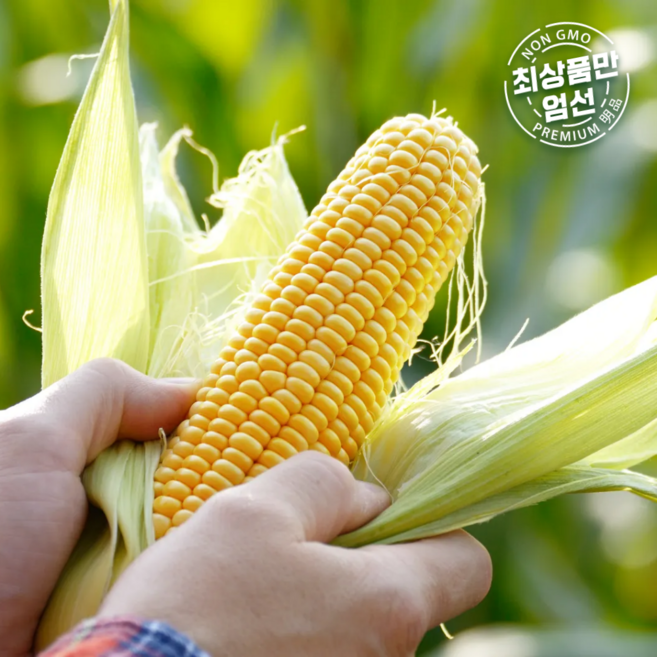 [진짜만판다] 달콤달달 산지직송 초당옥수수, 1박스, 5개입 (특품)