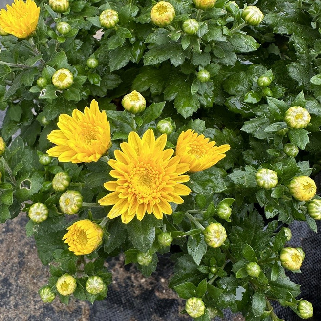 월동국화 금방울 소국 노지월동 국화 노랑 30개세트, 30개