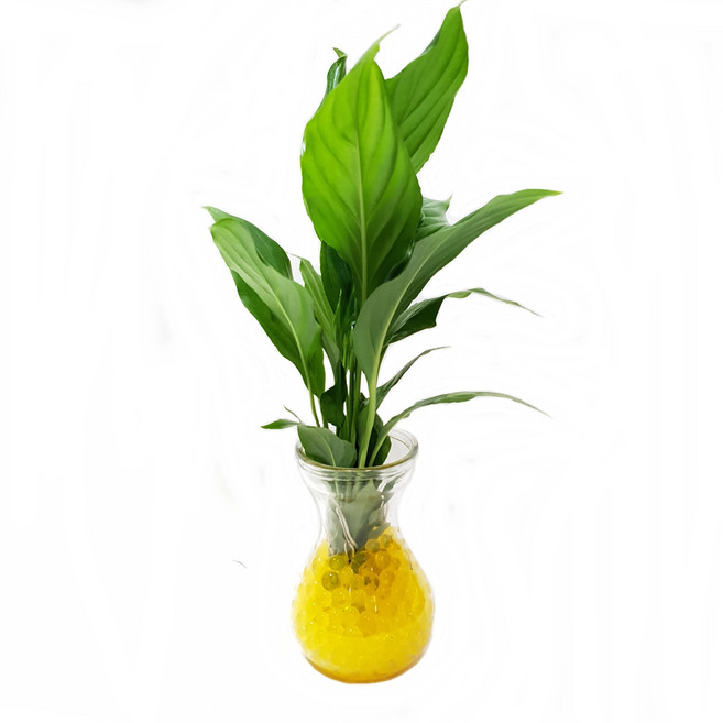 트리앤 젤리소일 1+1 푸딩병 개운죽 / 테이블야자 스킨답서스 아이비식물 워터비즈 답례품 공기정화식물 실내습도조절 유리병 칼라소일 칼라스톤 칼라자갈 색돌 수경식물, 14-2. 라인병 젤리 스파트필럼(노랑) 1개