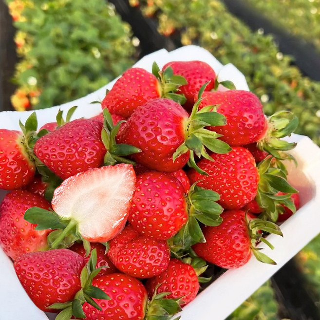 딸기제철 설향딸기 논산딸기 딸기선물 산지직송, 1박스, 주스용 설향딸기 1kg