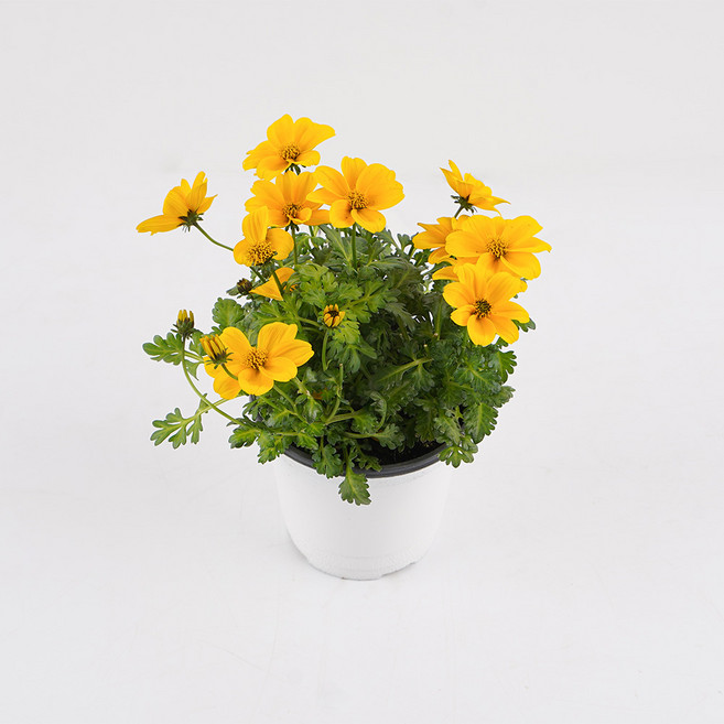 갑조네 비덴스 소품 야생화 꽃모종 화단 플랜테리어 공기정화식물 다년초 실내월동, 2개