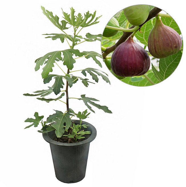 갑조네 무화과(대품) 개별배송 무화과나무 무화과묘목 열매식물 특이작물, 1개