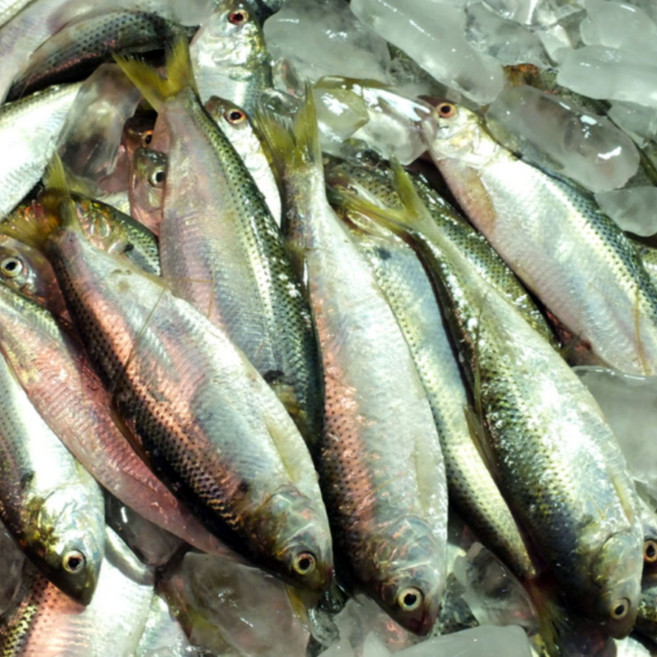 국산 서해안 가을 전어 구이용 1kg 2kg 3kg 4kg 5kg, 1개, 03_전어2kg