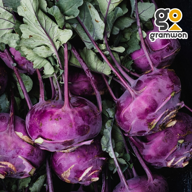 햇 콜라비 3KG 피클 자색무 동치미 생채 국내산, 1개