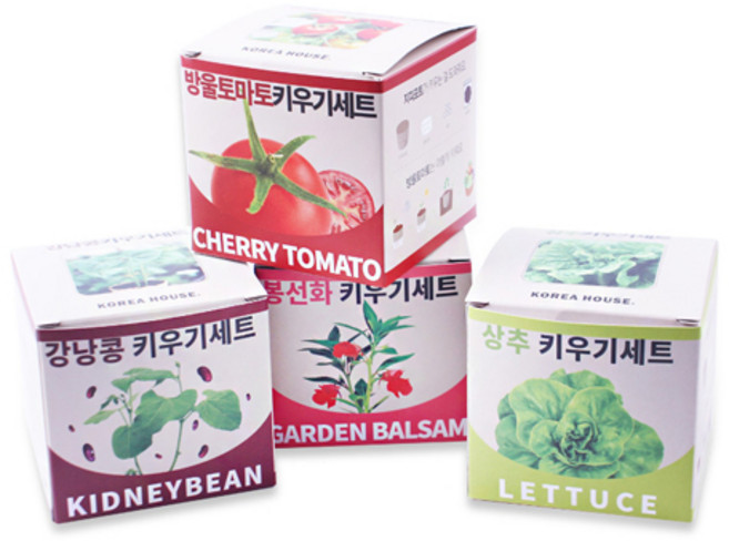 성인 어린이 교육용 선물 힐링 반려 식물 키우기 친환경 포트, 상추, 씨앗+배양토+지피포트+받침대+박스