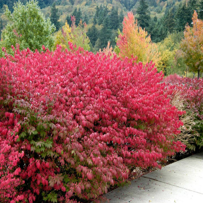 화살나무 5년생 분달이 R3~R4점 정원수 조경나무, 장미묘목, 1개