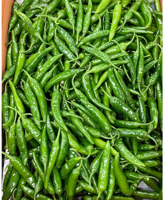 채소애 매운 청양고추 땡초, 1박스, 5kg