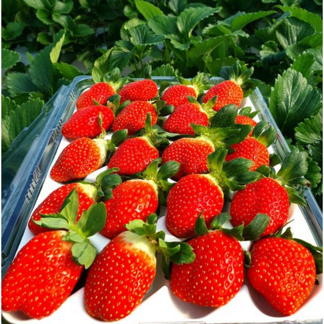 설향딸기 지리산 산청 산지직송 당일수확 750g [원산지:국산(경상남도 산청군)], 1세트, 750g (42구)