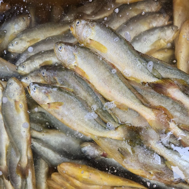 싱싱햇 반건조부세굴비 반건조 부세 굴비, 1세트, 1.4kg(5미)