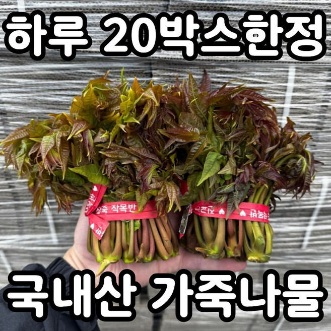 [하루20박스] 국산 가죽나물 가죽순 참죽나무순, 1박스, 200g