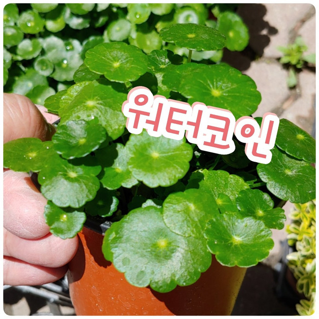 꽃나라엘리스 워터코인-둥근 작은잎이 동전을 닮아서 붙여진 워터코인(물동전), 1개