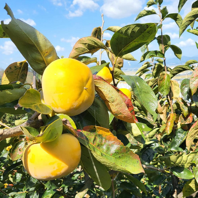 (산지직송) 진영 고당도 단감 아삭아삭 달달한 철이네 부유단감 5KG (20과내외), 25과 내외