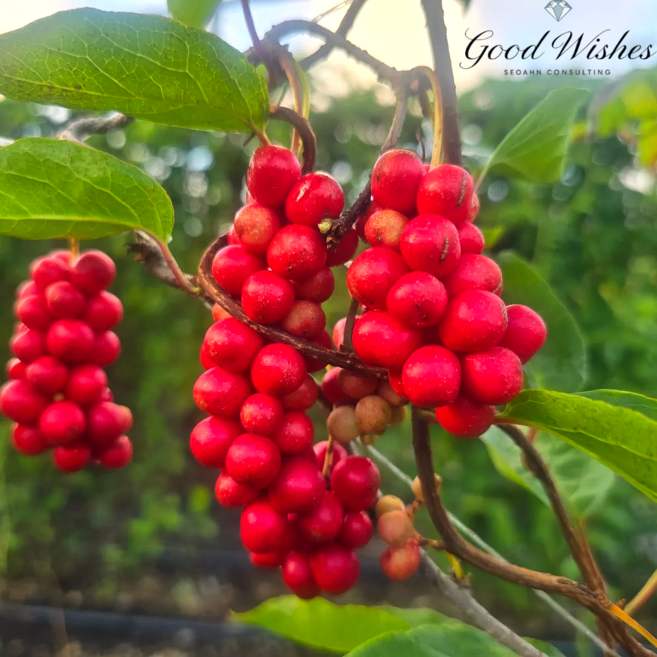 풍미깊은 프리미엄 문경 오미자 당절임, 1개, 10kg(오미자5kg+슈가5kg)