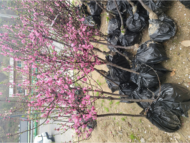 서부해당화/수사해당화/핑크홍도화/직립해당화/ 홍화산사/ 옥매화/종류별 옵션선택, 1개, 옥매화 3년생