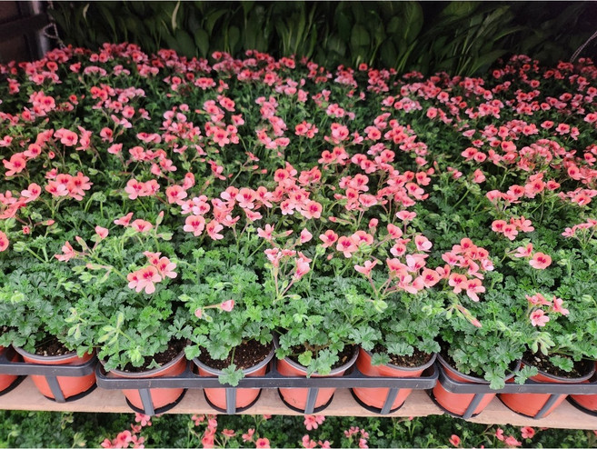 2+1 3개발송 엔젤아이스 핑크 랜디 제라늄 캔디제라늄 소품 에이피플랜츠, 기본, 1개