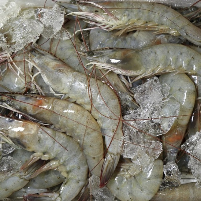 신안 흰다리새우 1키로 30미내외 감바스 캠핑 안주 간식 키토산 감바스 생새우 엄마찬스, 1개, 1kg(30미내외)