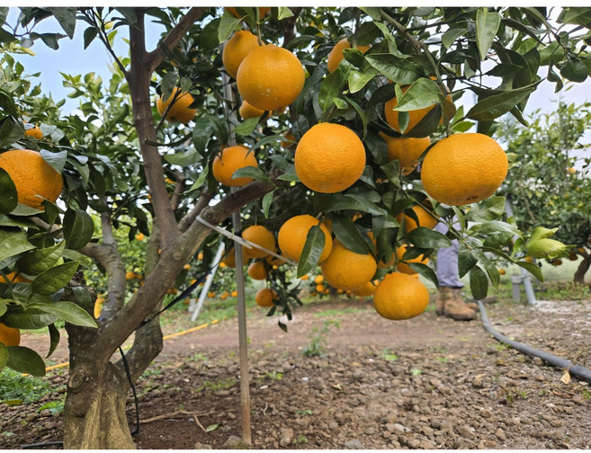 [16brix 이상] 당도선별 제주 서귀포 한라봉 고당도 새콤달콤, 1박스, 하우스 한라봉 5kg 대과