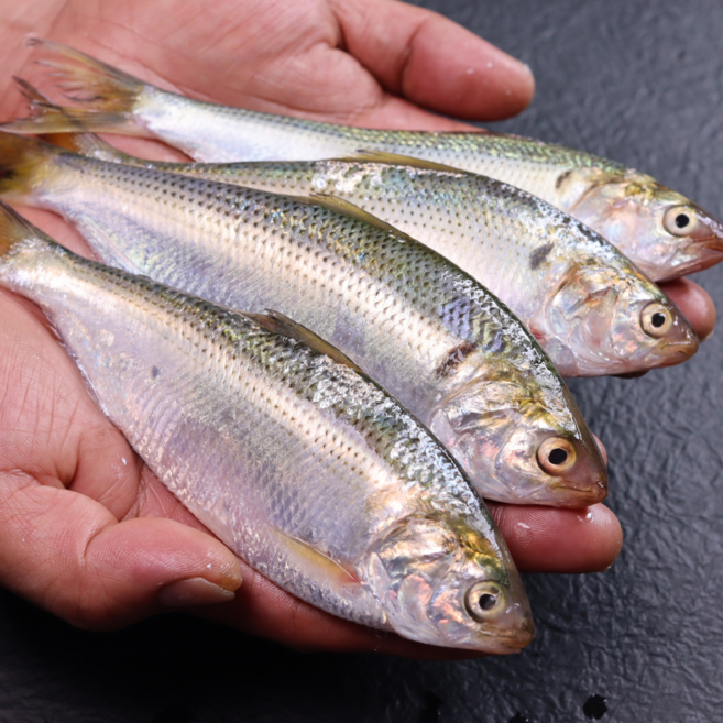 [싱싱특공대] 국내산 제철 구이용 자연산 전어(급냉), 1개, 1kg
