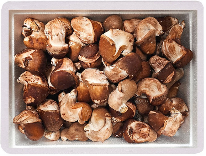 [행사]무농약 국내산 햇담 참송이버섯 실속형 중대사이즈[ 1kg+건조송화 ]이천 송이버섯, 1박스, 1kg 참송이 가정용+건조송화