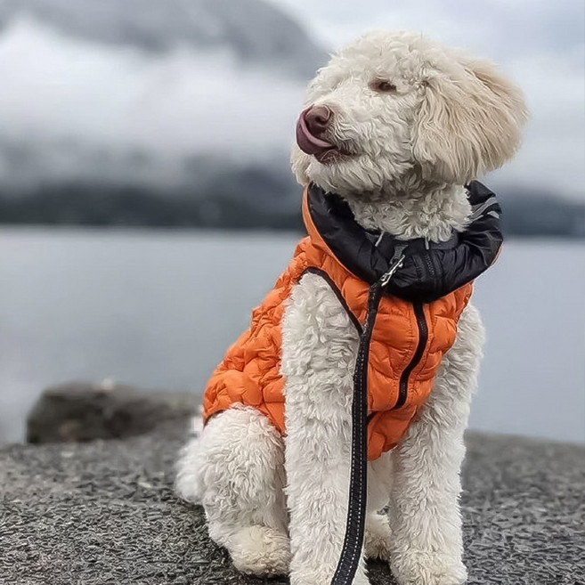 펫코앤코 에어리베스트유니 애견 양면 지퍼 방수 패딩 겨울용 가벼운 강아지 옷, 오렌지, 1개