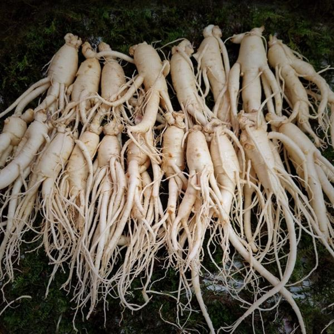 수삼 수삼난발콩2난 (13~17뿌리내외 500g), 1봉, 세척삼