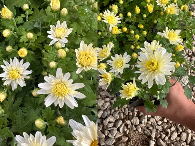 월동국화 아이보리흰색 12개 30개 60개세트