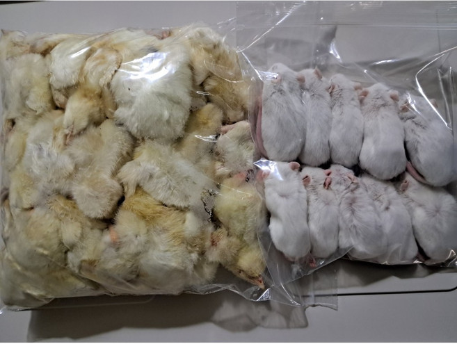 먹이용 냉동쥐 뱀먹이 마우스 특대(29~36g), 40g, 10개