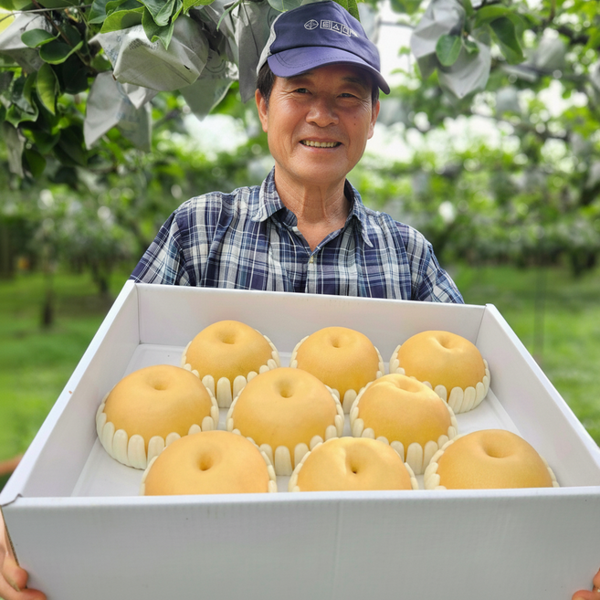 [상위1%생산자직송] 고당도 명절 나주배 신고배, 1박스, 나주배 3kg 대과