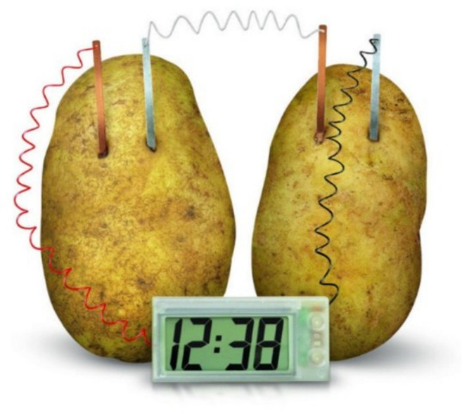 비엘스키 에너지 전기 화학 교육 감자 시계 DIY 과학 실험 키트, 1개, 감자시계키트 BL00533