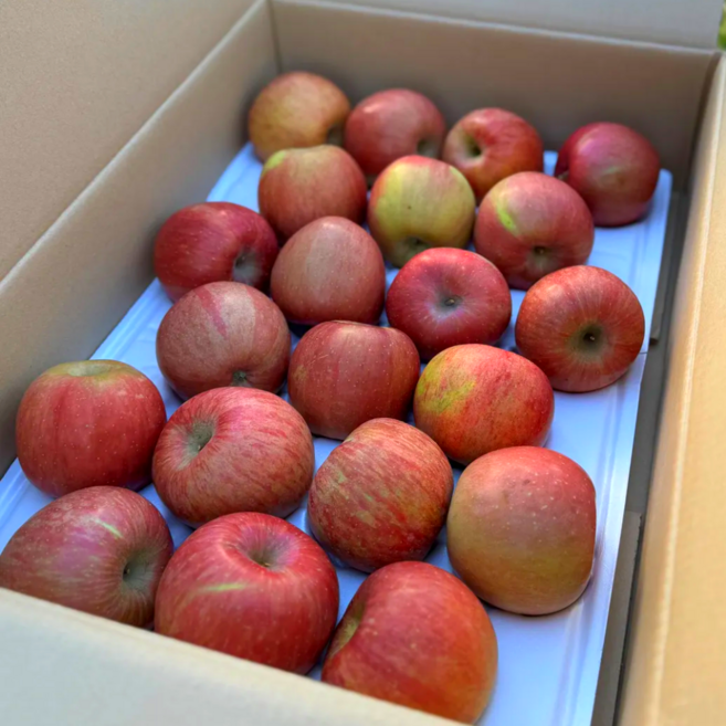 [타임특가] 꿀당도 거창 햇 부사 사과 가정용, 1박스, 3kg(중과)