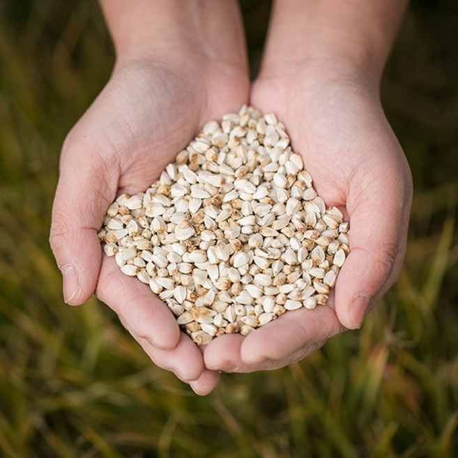 국산 홍화차 홍화씨차 100% 효능 약재 약초 200g, 1개