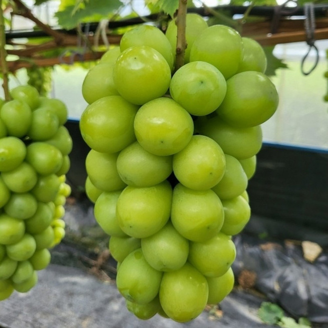 [당도보장] 샤인머스켓 고당도 망고포도 추석 선물용 가정용, 샤인머스켓 정품 2kg(2~4수), 1개