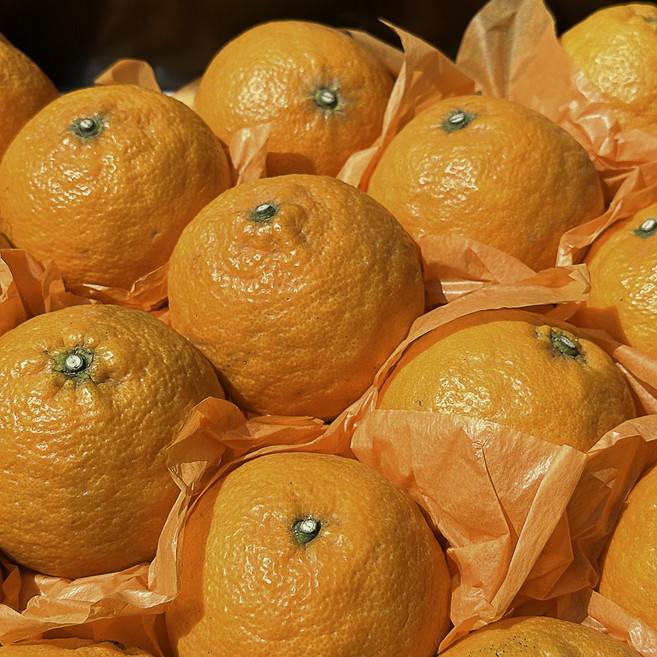 [대과_특할인] 당일수확배송 초고당도 프리미엄 카라향, 1박스, 5kg(대과)