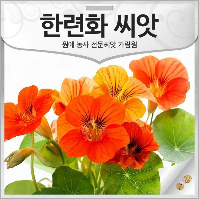 한련화 씨앗 한련화씨 종자 꽃씨앗 꽃씨 야생화 20알, 1개