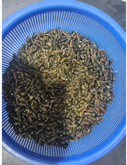 강원도 100% 청정 1급수 생물 다슬기 올갱이 생다슬기 생올갱이 대 1kg, 1개