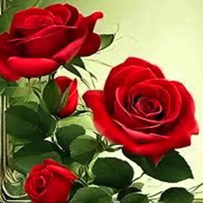 묘목, 1개, 사계장미2년생분달이묘목