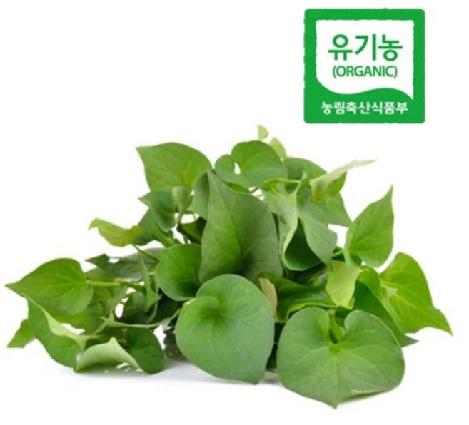 엔젤농장 신선한 유기농 생어성초 당일수확, 500g, 1개