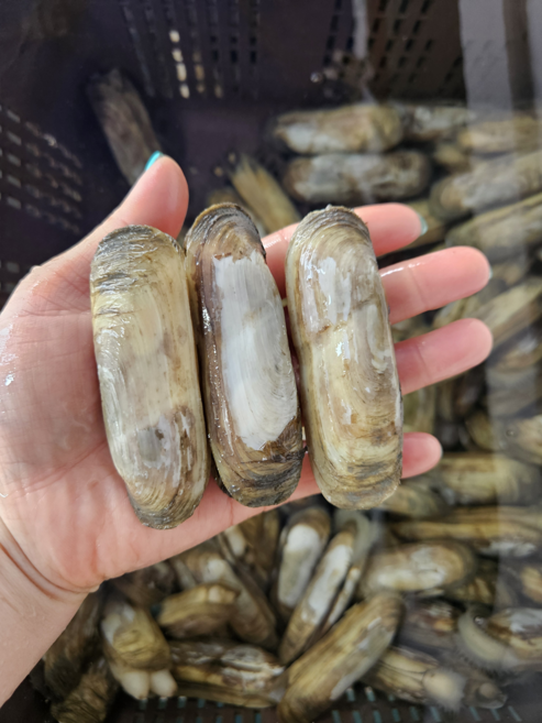 남해안 보성 벌교 별량 가리맛조개 산지직송 국내산 조개 500g 14-18미전후 1키로기준29-33미크기, 1개, 500g 산소포장