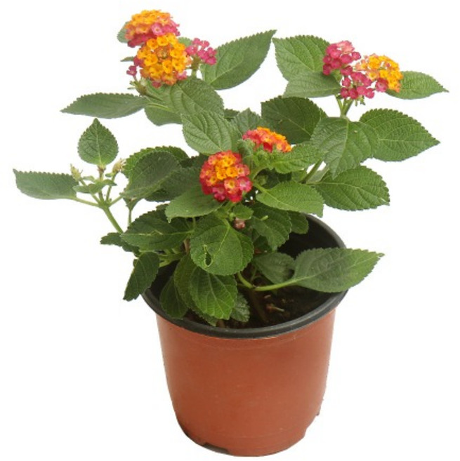 갑조네 예쁜꽃 란타나 소품, 혼합색상, 20개