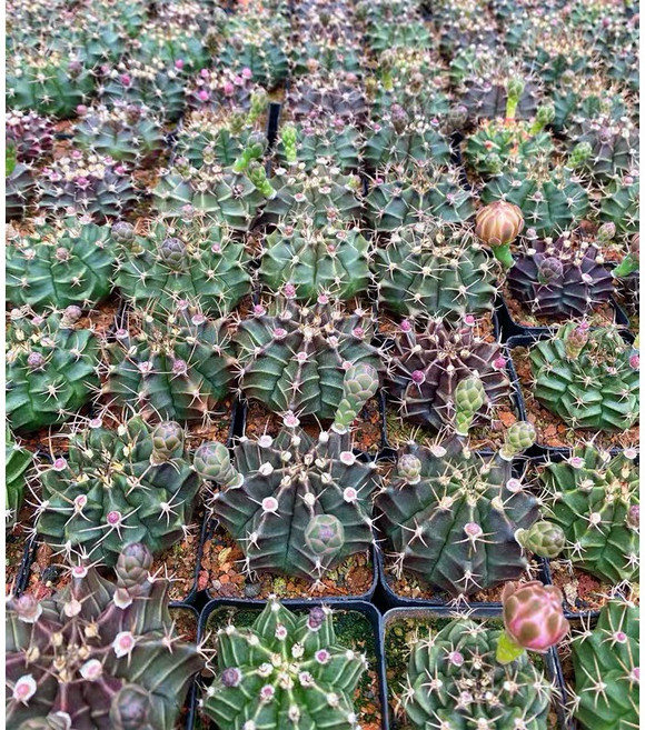 苔鑽 緋牡丹 紅球 多肉植物 塊根植物 辦公室小物, 鸞鳳玉（小苗，裸根脫盆寄送）,1顆-大小約1.5-3公分（隨機出貨）