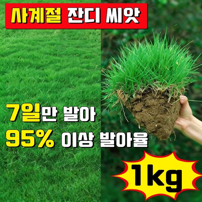7일 발아 잔디 씨앗 사계절 잔디 씨앗 산소용 정원잔디 씨앗 한국잔디 씨앗 발아율 99%이상 사은품 랜덤 증정, 1kg, 1개