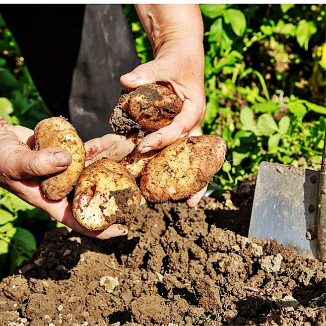 수미 씨감자 강원도 포슬포슬식감 맛있는 쪄먹는감자 2KG 3KG 감자요리 으깬감자, 특 2kg
