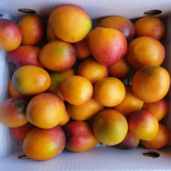 제주 애플망고 특대과, 1박스, 특대 3kg(6-9과)