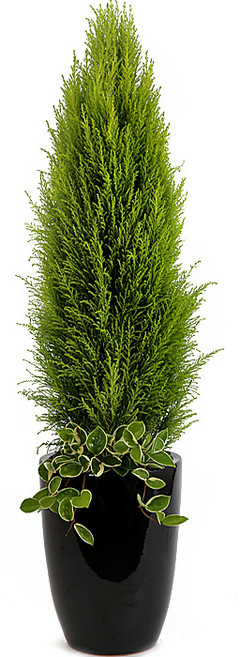 (오늘도착) 99플라워 베스트 꽃선물 모음 - 생일 기념일 당일꽃배달 꽃바구니 꽃다발 전국당일배송 생화, 40.[ST-D459]신상품율마