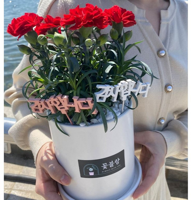 생화 카네이션 화분 어버이날 전국 택배 배달, 1개, 레드 생화 카네이션 화분