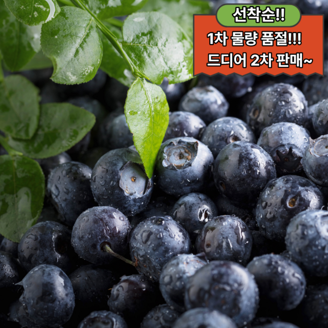 [단독특가] 프리미엄 국내산 생 블루베리, 1박스, 0.2kg